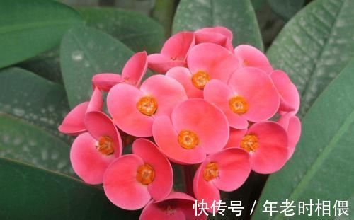 花卉|5种漂亮花,阳台养一盆,四季有花赏,新手也会养!