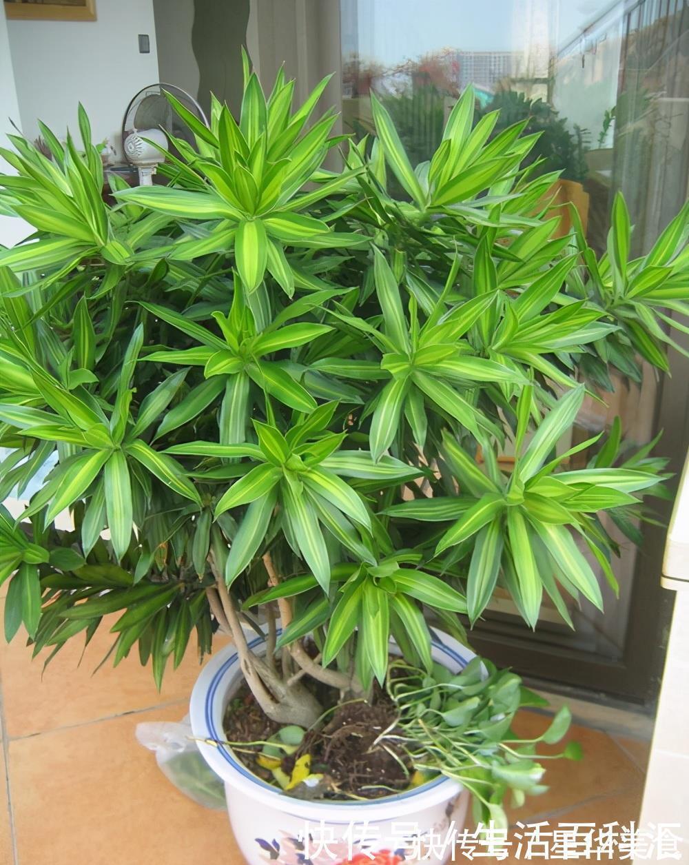 家里养上5种“竹”,吉祥“好运”,清雅大气,添福又添丁