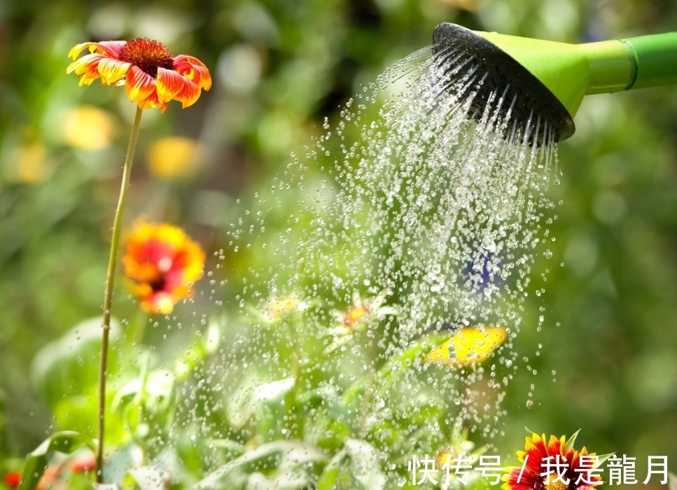 养花别这样浇水,很多人常犯这错,别不当回事