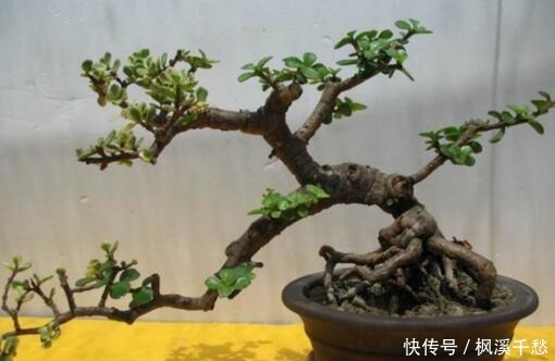 还养花现在很多人都养这“1种绿植”，枝干一变粗，就值钱了！