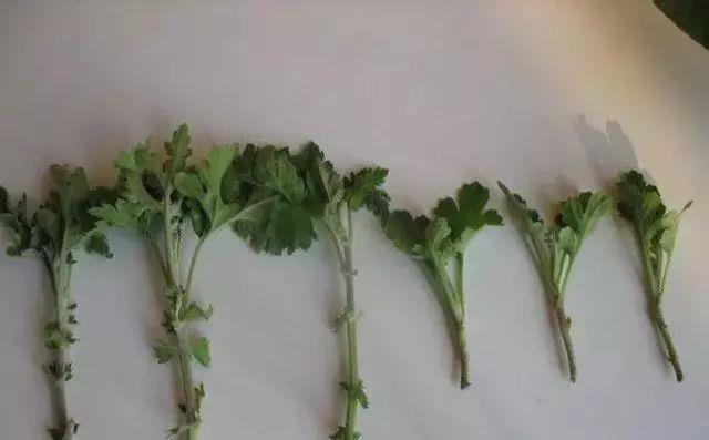 扦插|冬天扦插繁殖这九种绿植,特别容易成活,来年看花团锦簇