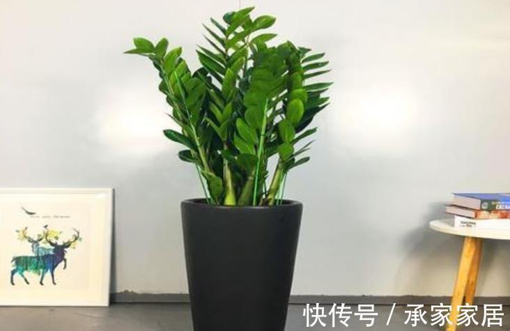 绿植|4种霸气侧漏的“丑绿植”,四季油绿寓意好,是家庭盆栽佳品