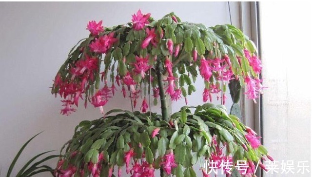 磷钾肥料|蟹爪兰花谢之后怎么办这样养,蟹爪兰叶片厚绿,不停地冒花苞