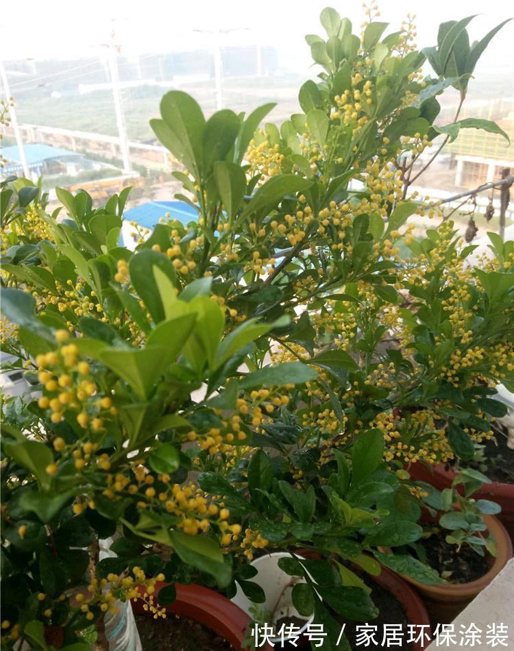 夏天|7种漂亮花,自带“体香”,阳台养一盆,家里就像喷香水