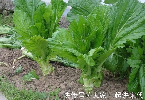 8种“高钙”蔬菜，菠菜不算啥，第一名钙是牛奶3倍，不要错过