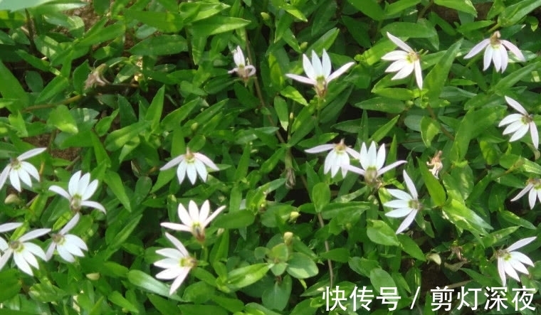 半边莲|一种野草花开像“莲花”,它好看还是好药材,只是如今少见很稀罕