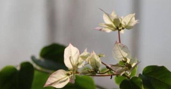 三角梅只长叶子不开花老花友教你一招,一次能开大半年