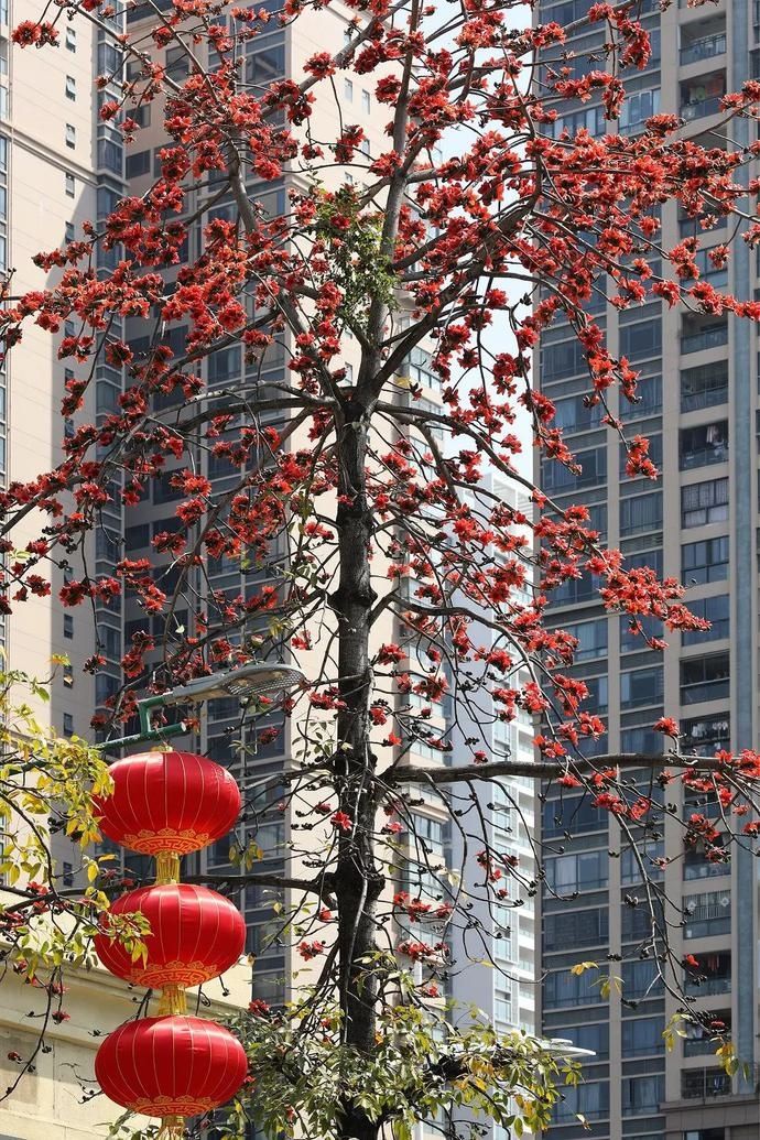 春日赏花指南来了！趁着阳光正好，这些地方不要错过