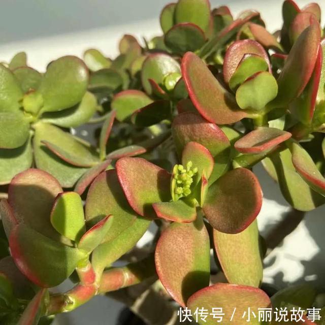 玉树这么养,整个冬天没黄叶,玉树临风,漂亮非凡!