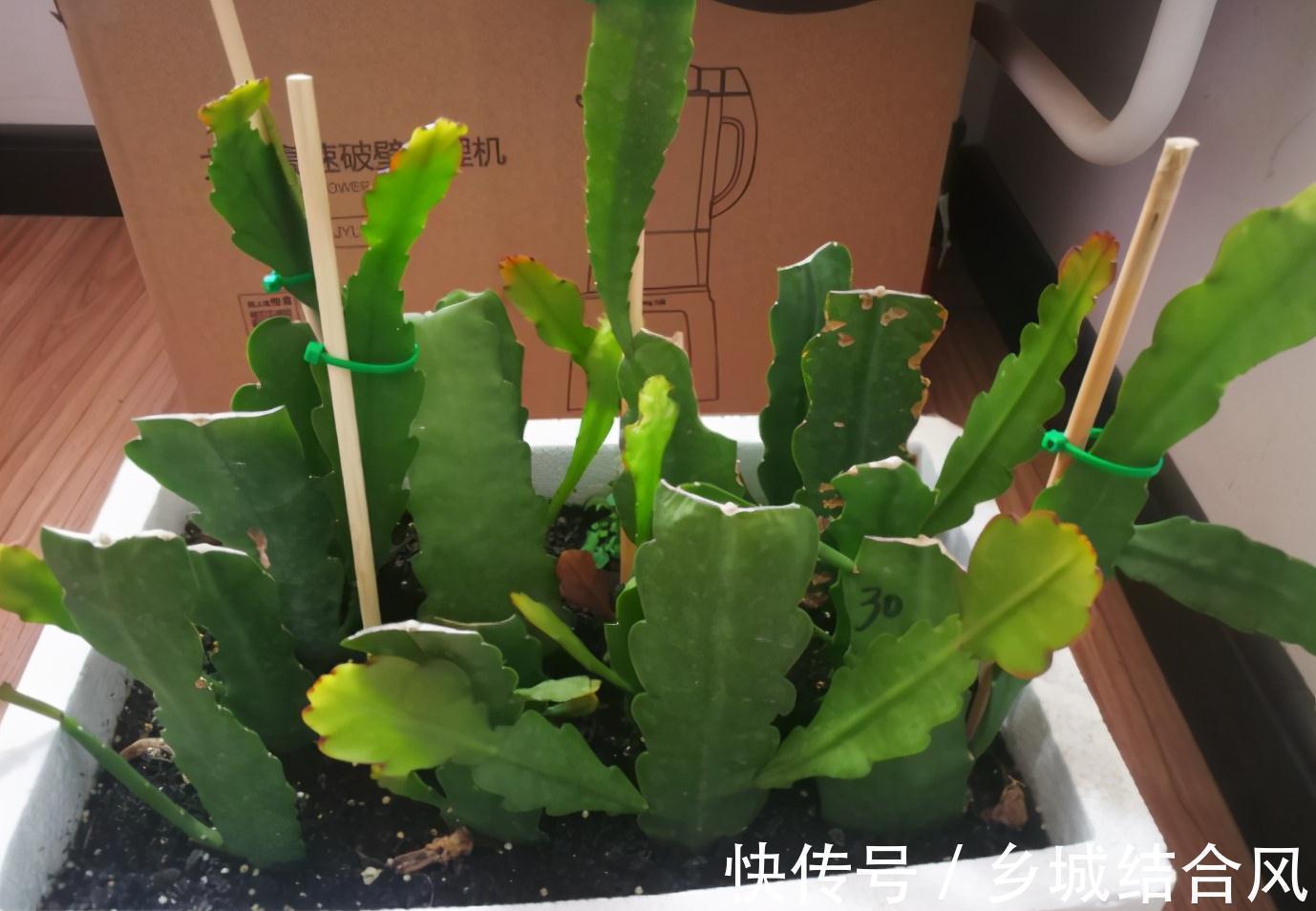 白根|5种“漂亮花”,掰个叶子插土里,7天长出大白根,一盆繁殖几十棵