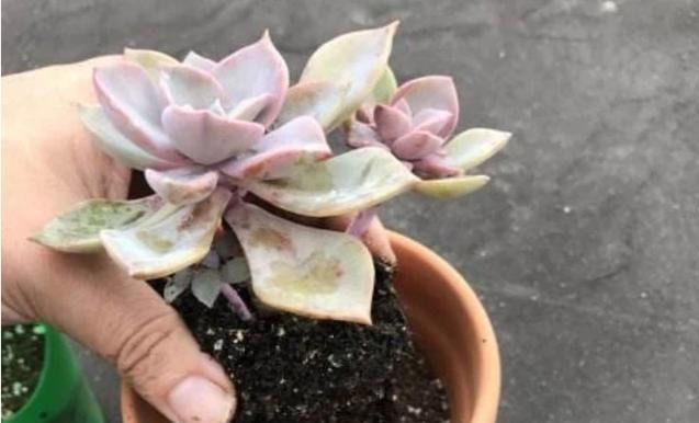 门口|立秋后,3种“休眠花”尽量别折腾,烂在秋天的门口,挺冤的