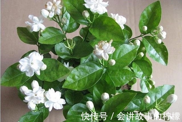长寿花|5种“漂亮花”，喜欢毒日头，晒晒太阳，直接爆花快