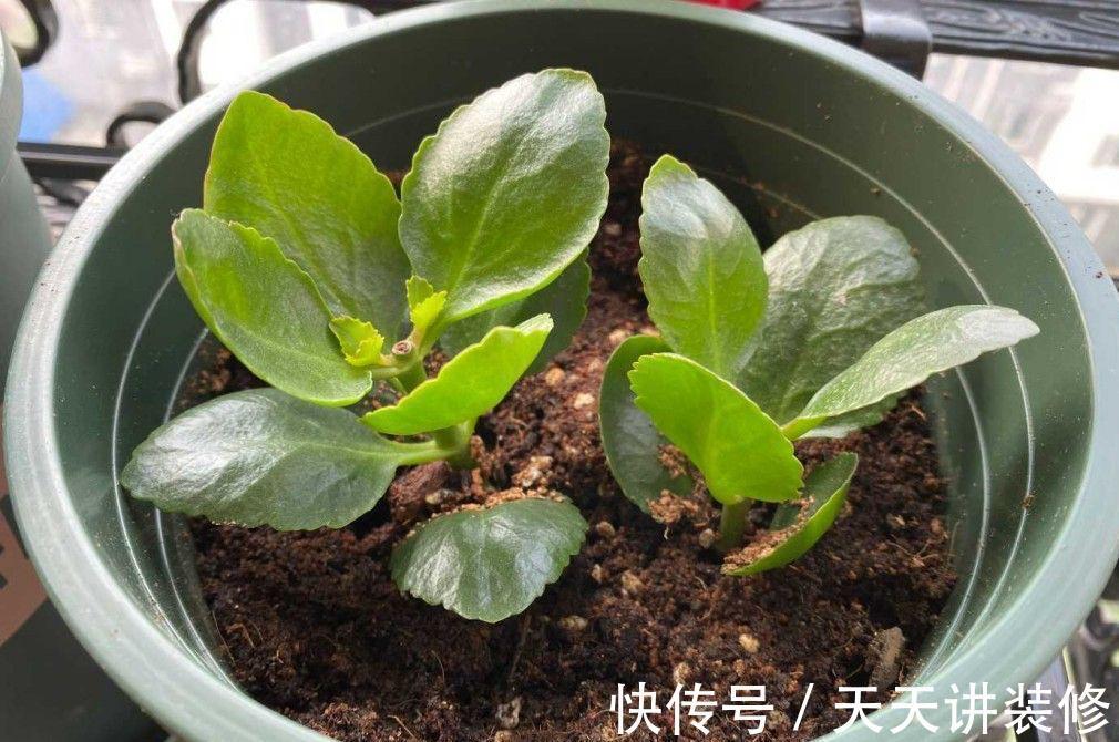 5种“漂亮花”，趁着秋天快扦插，7天就生根，年底就赏花