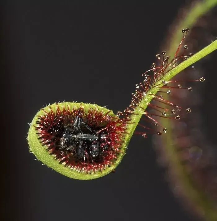 蓝眼菊|乡下拍到的照片，99的人没见过尤其是第7张绝了