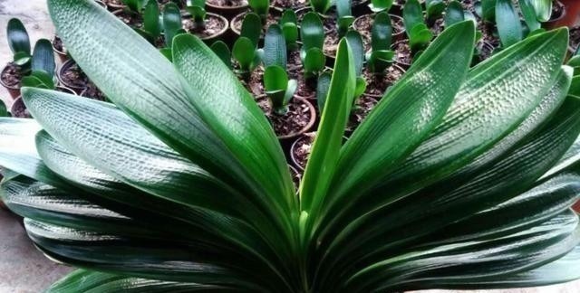 发现君子兰“鼓大包”,一定要重视,原因有3个,其中两个是惊喜