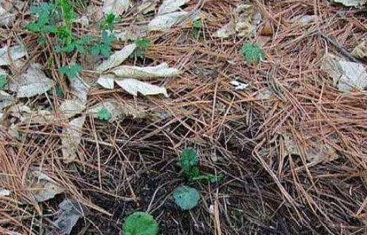 养不好花推荐1个小配方,叶绿花艳长得旺,年年花开效果好
