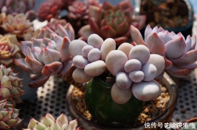 浇水|新买的多肉,旱它10天不浇水,反而长得特别胖