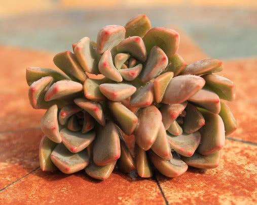 多肉红粉佳人怎么养教你3个盆栽的小妙招，养出最美的红粉佳人