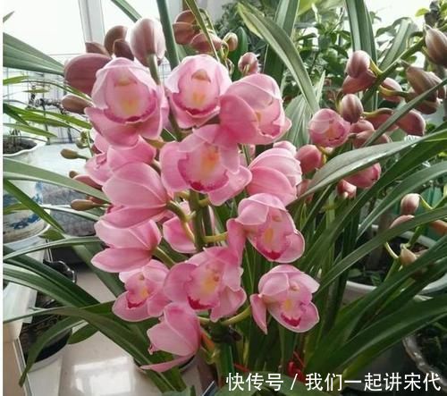 4种花美得让人毫无抵抗力，花大色艳，全年开花不断！