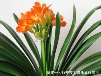 君子兰很难养养花30年的王大爷告诉你养花秘诀,养啥都爆满盆