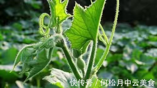 江南人|60种常见野菜,高清大图,收集全了真不容易!