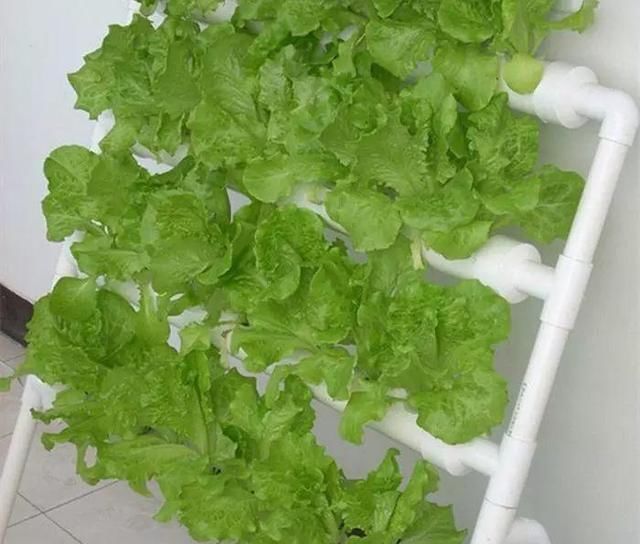 养花占地方？阳台支个架，再养10盆也不挤！