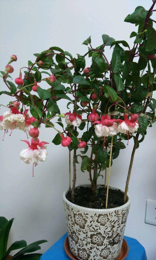 养花就养这几款,花朵小巧玲珑,粉嫩丰腴,绚丽夺目