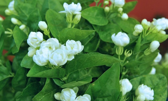 凉拌|65种野菜图片，带你认识不同的野菜和吃法，你想要的野菜这里都有