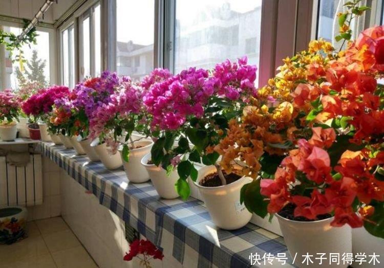 4种花适合新手养,不用费心,有阳光就爆盆,给点水就疯长