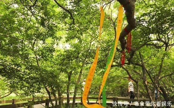 无相之空可以接枝 为什么盖百座庙 不如供一朵庵摩罗花功德大 快资讯 无相之空可以接枝 为什么盖百座庙 不如供一朵庵摩罗花功德大 快资讯