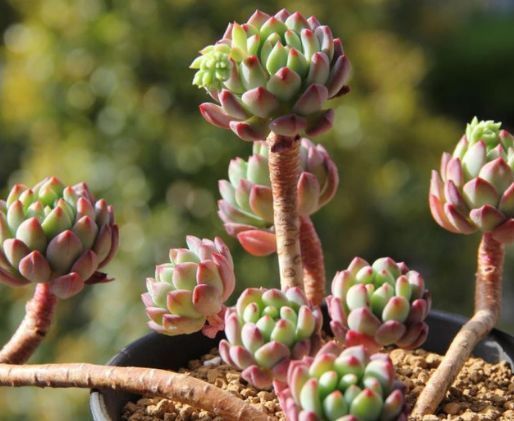 老桩|婆婆花5块钱买的多肉,一不小心养成老桩,多少钱也不出售