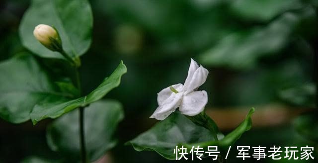 花朵|茉莉花的花期里，以下事情不能做，不然花苞会不停地脱落