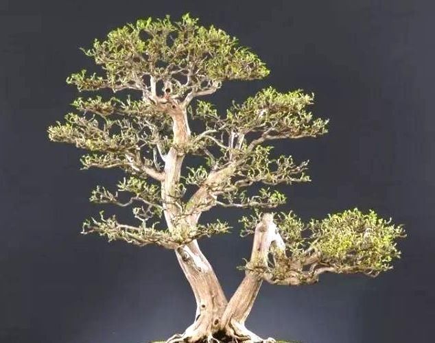 一盆九里香,阳台香飘飘,6款盆景造型玩法,哪一款受你青睐