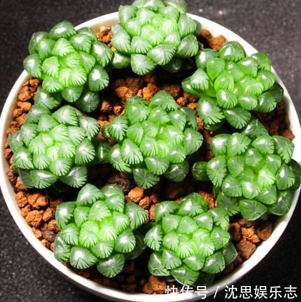 玉露|夏日炎炎,玉露就得“这么养”,能让叶子肉嘟嘟,更有养花体验