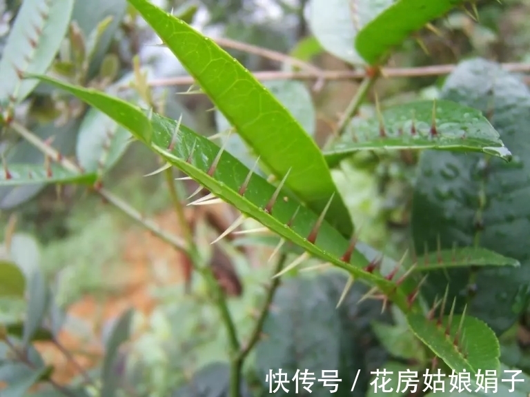 浇水|很好辨认的1种藤本植物,别轻易触碰,却是制作盆景的优良素材