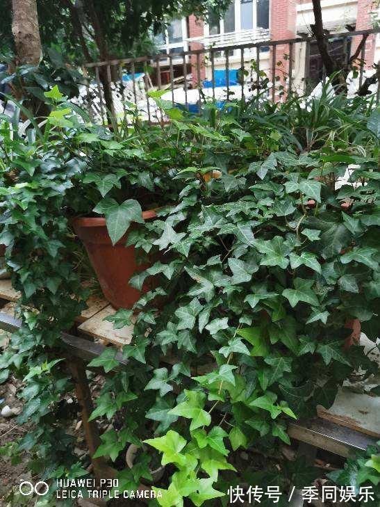 吊兰|文竹掐个枝，找个瓶子插水里，三天就冒小笋芽