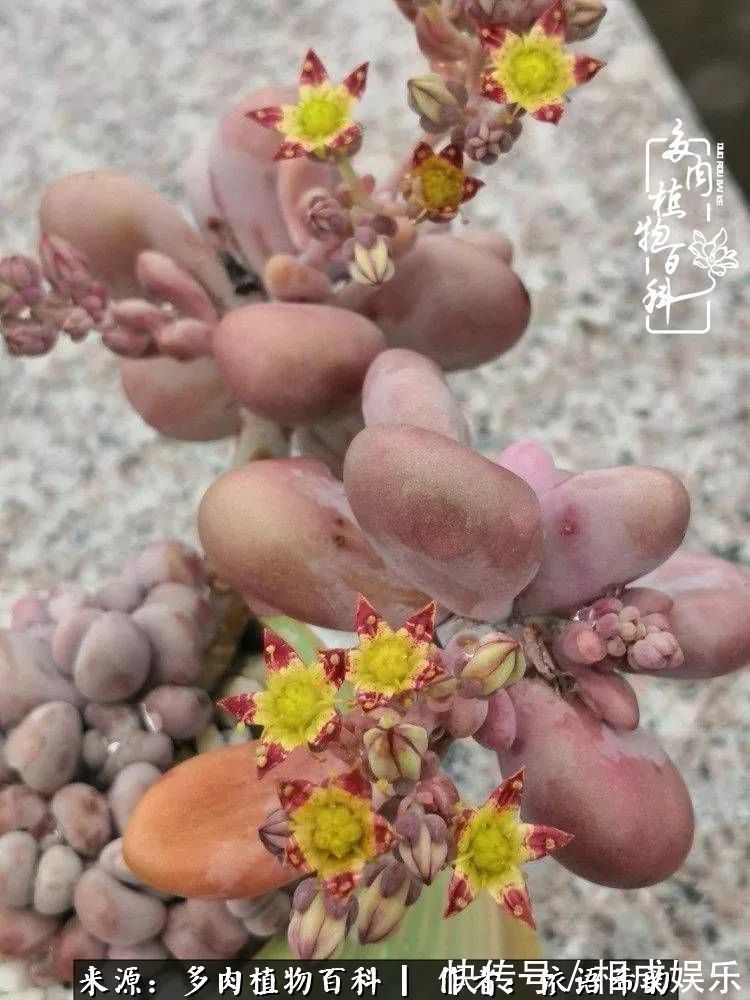 何以解忧,唯有多肉!目光所及,皆是喜欢!