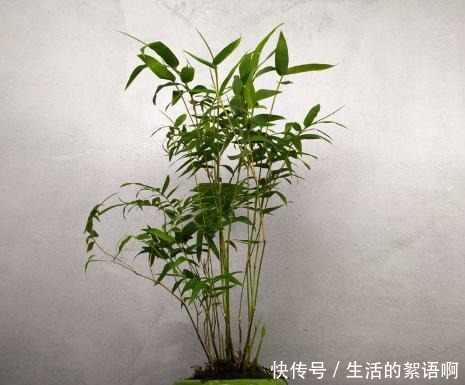 5种盆栽竹,最适合家里养,快看你家有没有!
