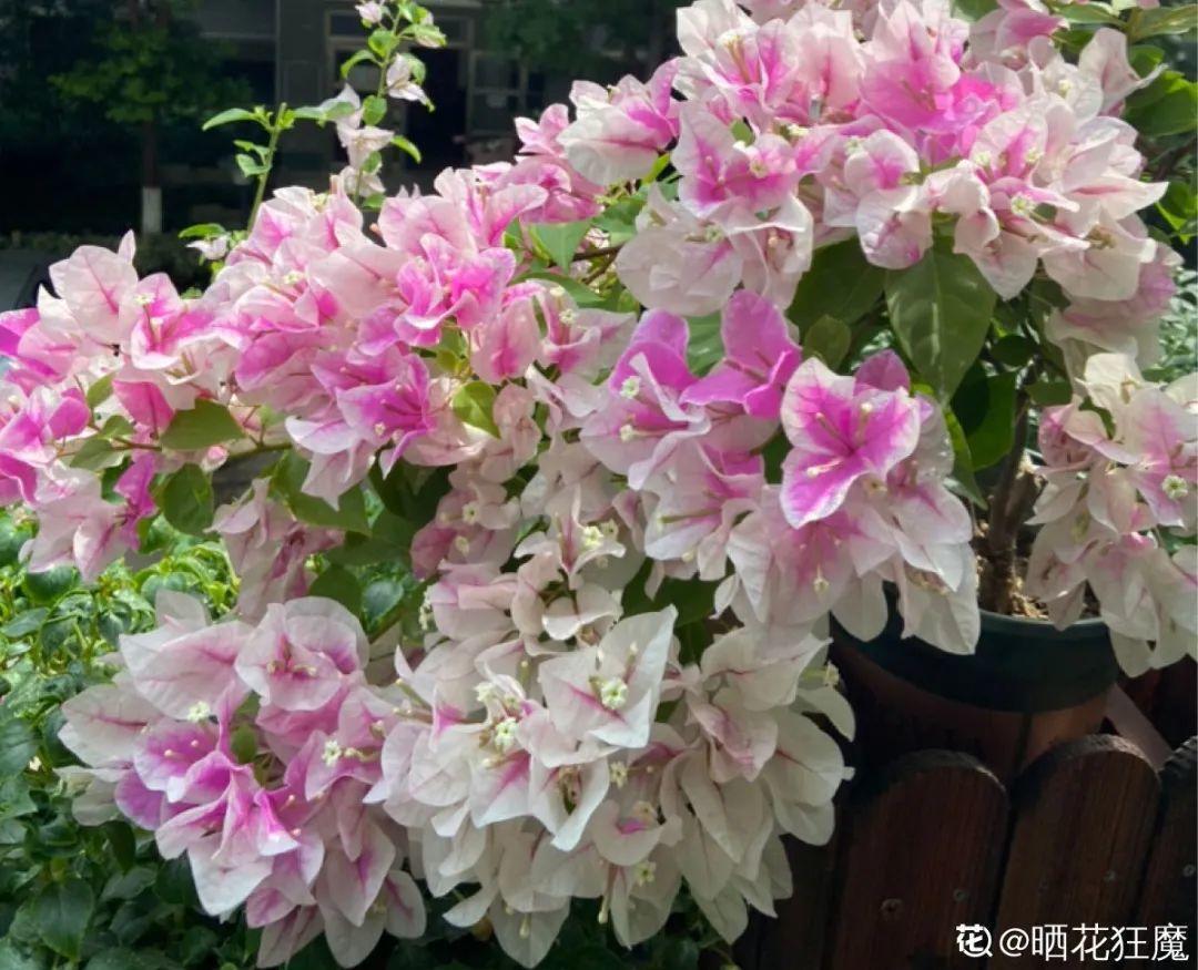 营养液|马上进入花期的花，10天一次肥，下个月就开花