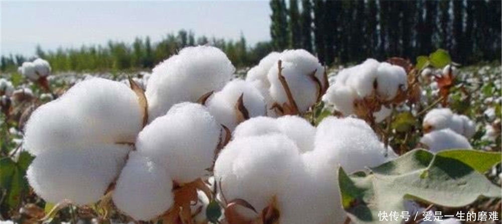 棉被|宋朝以前没棉被等御寒物品,那么古人在冬天是如何御寒的?