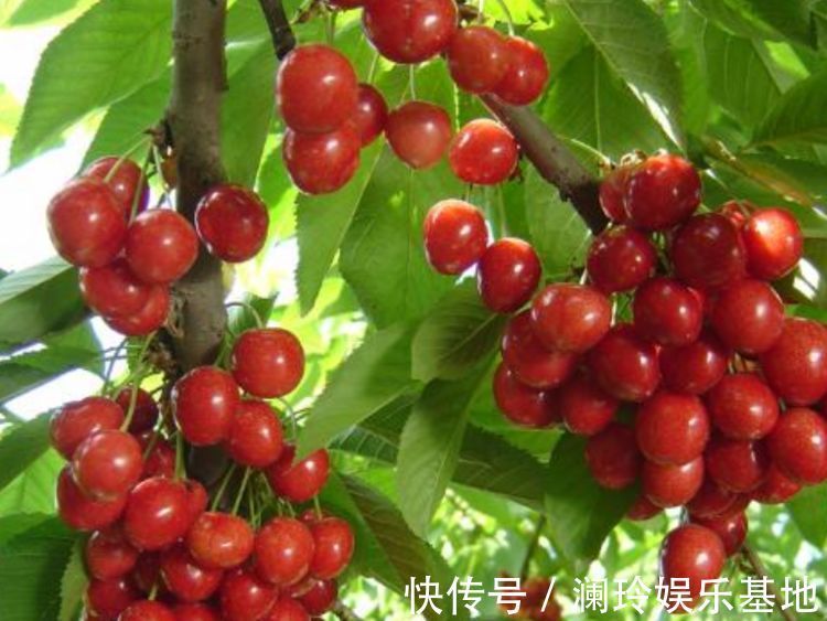 3种水果种阳台上，当年果子挂满枝，随吃随摘无公害，全家乐呵呵