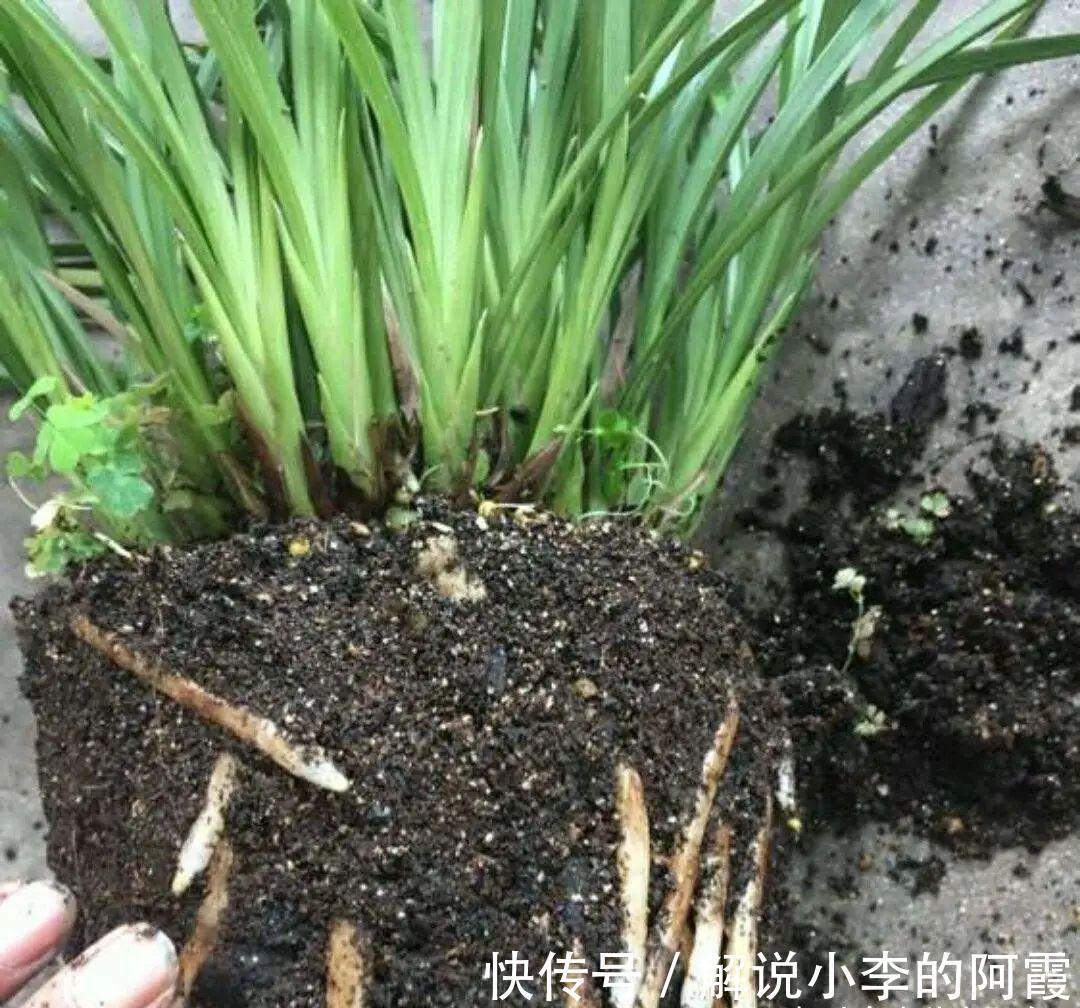 替兰花分株怕伤其根系,采用“不分盆”方法,新手也可轻松驾驭!