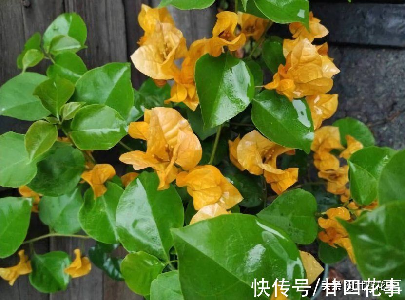 浇水|学会3个小技巧，不用控水，三角梅依然爆花，一茬接一茬