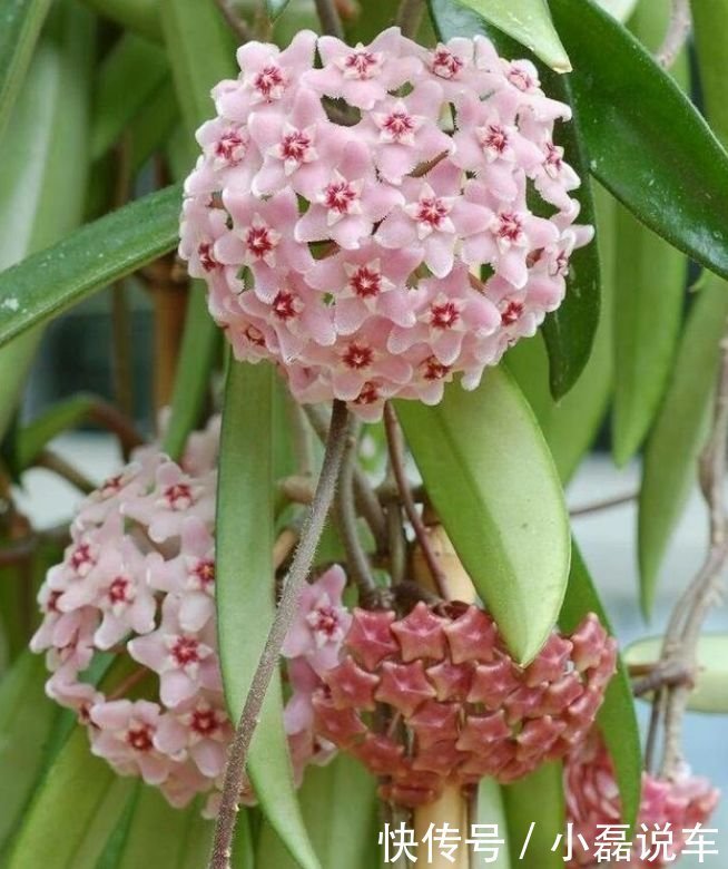 种花|4种花自带财运,家里养一盆,招财纳福好运来,越养越喜欢