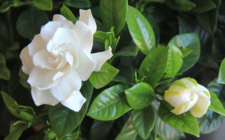 叶子|天冷这样养栀子花,叶子照样油绿,花期绽放芳香迷人的花朵