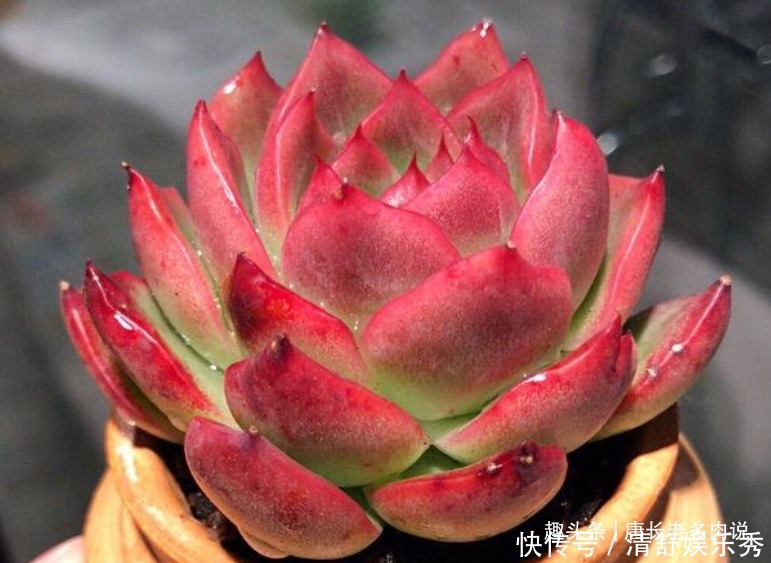 夏天|养多肉7年，我的多肉夏天基本不会出现黑腐，来看看是怎么做到的