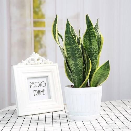 虎皮兰养植用多大、多深的盆？