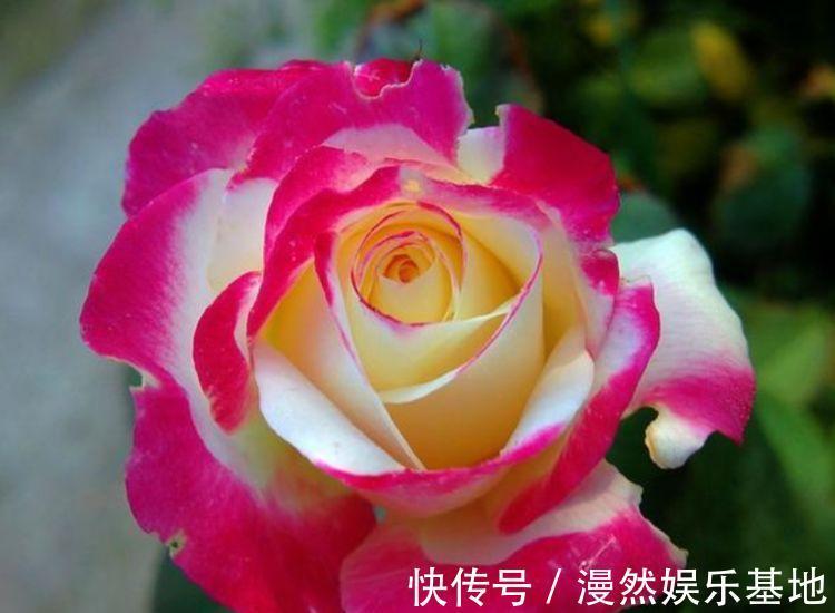 观赏价值|3种花很漂亮,好养易活能爆盆,花香四溢飘满屋,美爆了