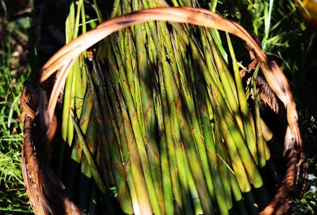 野菜|春天挖野菜，送你56种野菜大图片，带你见识不同的野菜和吃法