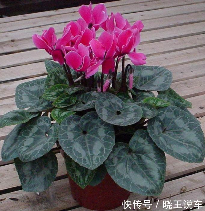 调整仙客来花期的五种方法